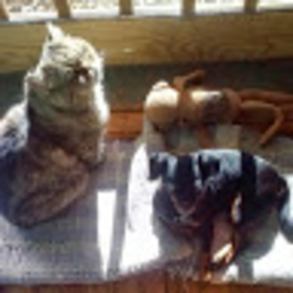 Meet your Posher, Jill